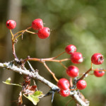 image: Image from the photoset &lsquo;rumelange (xvi)&rsquo;.