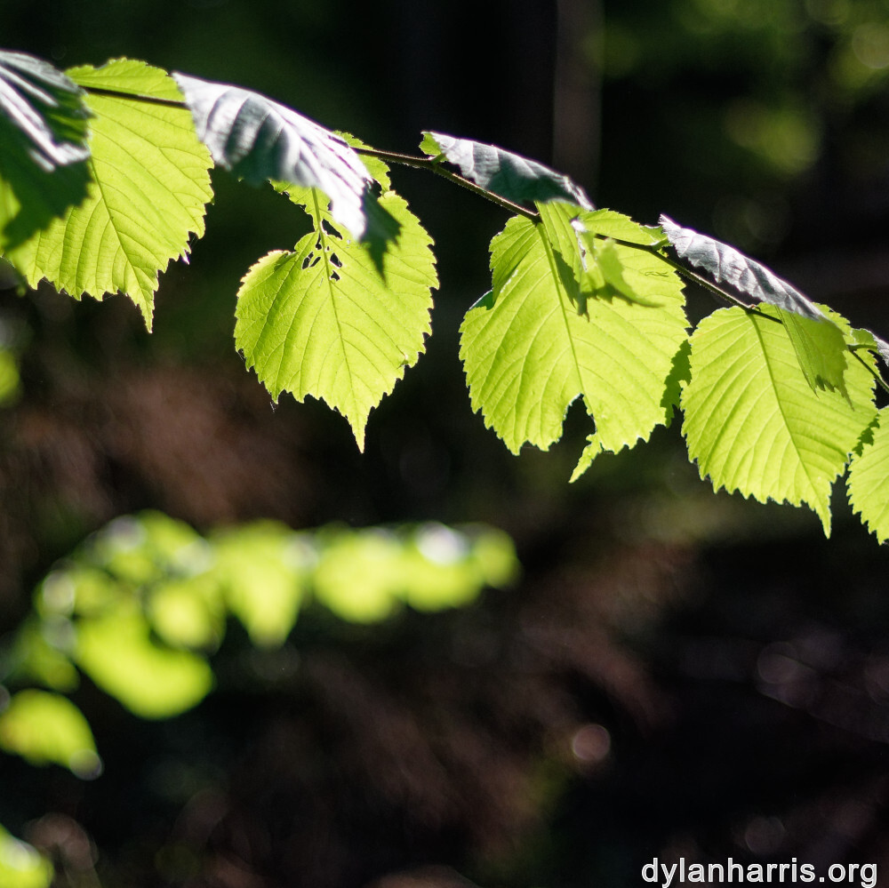 image: This is &lsquo;belvaux (xii) 4&rsquo;.