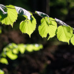 image: Image from the photoset &lsquo;belvaux (xii)&rsquo;.