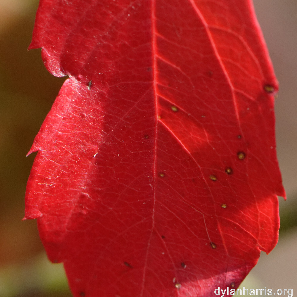 image: This is &lsquo;rumelange 1&rsquo;.