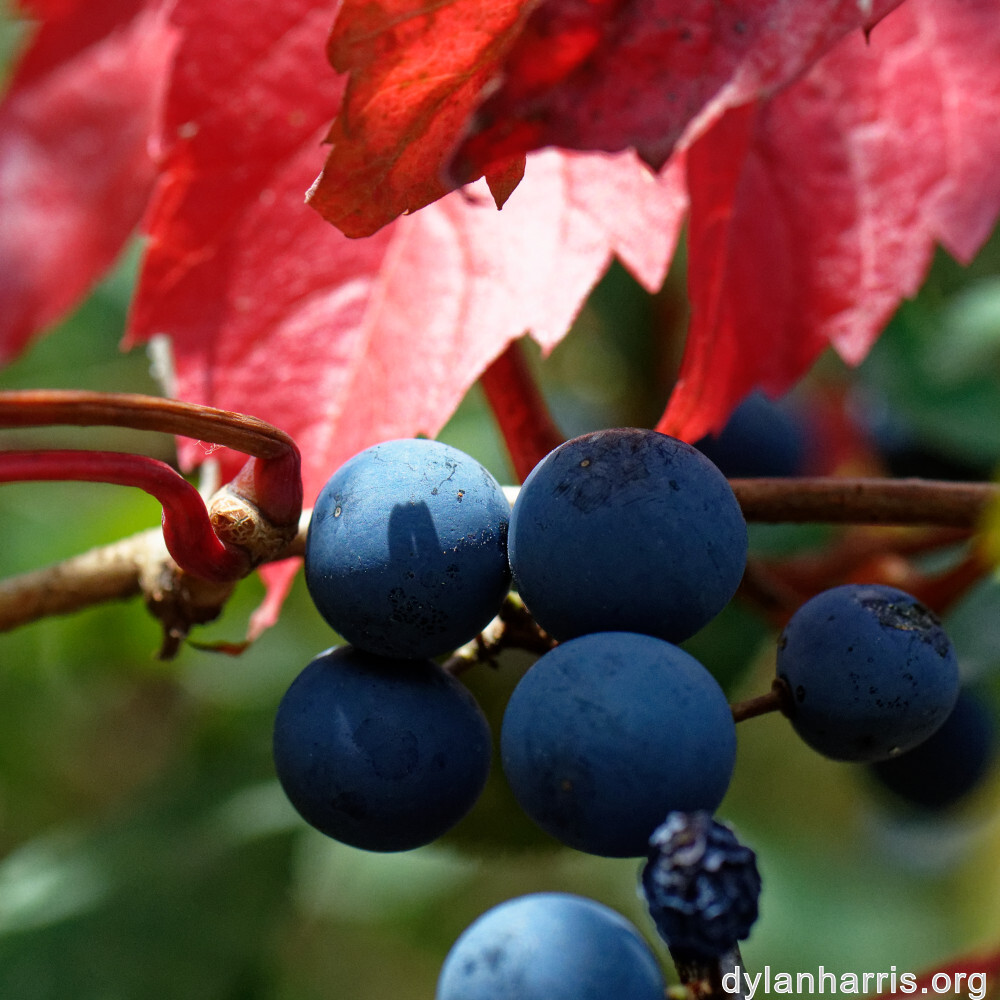 image: This is &lsquo;rumelange 2&rsquo;.