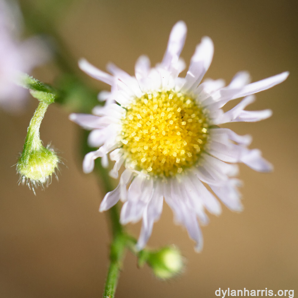 image: This is &lsquo;rumelange 3&rsquo;.