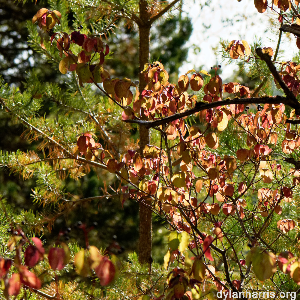 image: This is &lsquo;rumelange 5&rsquo;.