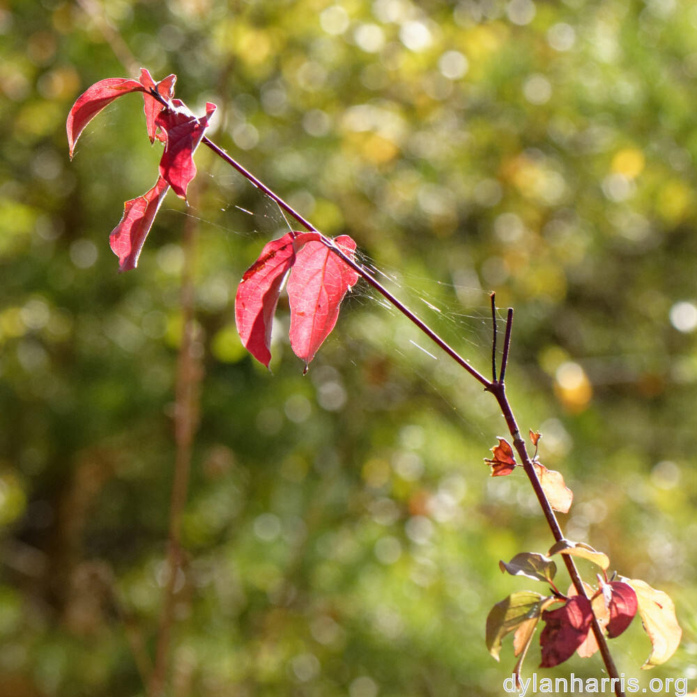 image: This is &lsquo;rumelange 6&rsquo;.