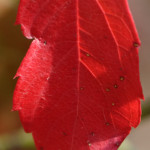 image: Image from the photoset &lsquo;rumelange (xviii)&rsquo;.