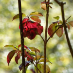 image: Image from the photoset &lsquo;rumelange (xviii)&rsquo;.