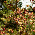 image: Image from the photoset &lsquo;rumelange (xviii)&rsquo;.