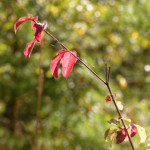 image: Image from the photoset &lsquo;rumelange (xviii)&rsquo;.