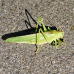 image: Image from the photoset &lsquo;rumelange (xix)&rsquo;.