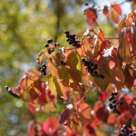 image: Image from the photoset &lsquo;rumelange (xix)&rsquo;.