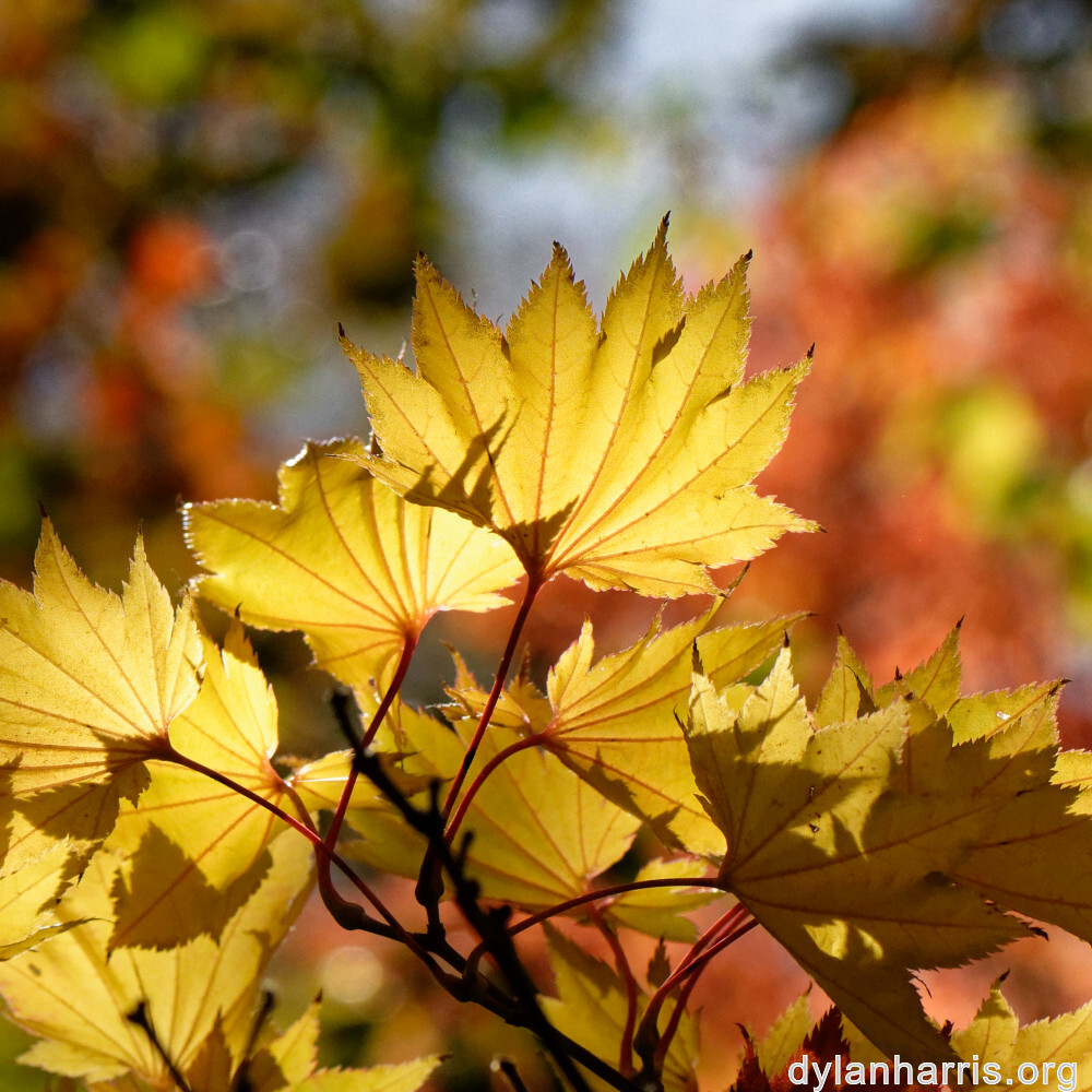 image: This is &lsquo;parc (xliv) 5&rsquo;.