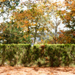 image: Image from the photoset &lsquo;parc (xliv)&rsquo;.