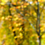 image: Image from the photoset &lsquo;parc (xliv)&rsquo;.