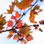 image: Image from the photoset &lsquo;parc (xliv)&rsquo;.