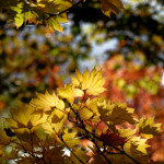 image: Image from the photoset &lsquo;parc (xliv)&rsquo;.