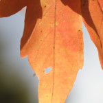 image: Image from the photoset &lsquo;parc (xliv)&rsquo;.