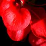 image: Image from the photoset &lsquo;parc (xliv)&rsquo;.