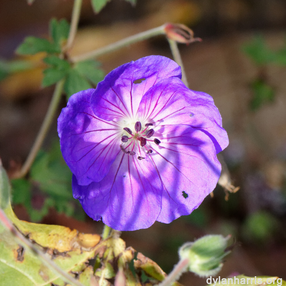 image: This is &lsquo;escher blummen (clxii) 2&rsquo;.