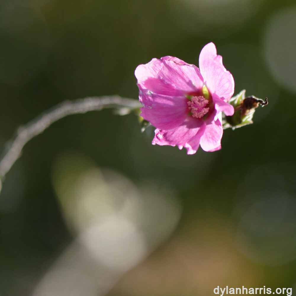 image: This is &lsquo;escher blummen (clxii) 3&rsquo;.