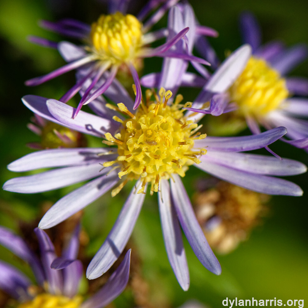 image: This is &lsquo;escher blummen (clxii) 5&rsquo;.