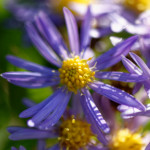 image: Image from the photoset &lsquo;escher blummen (clxii)&rsquo;.