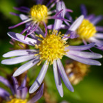image: autumn&rsquo;s subtle beauty in sunlight