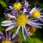 image: Image from the photoset &lsquo;escher blummen (clxii)&rsquo;.