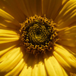 image: Image from the photoset &lsquo;escher blummen (clxiii)&rsquo;.
