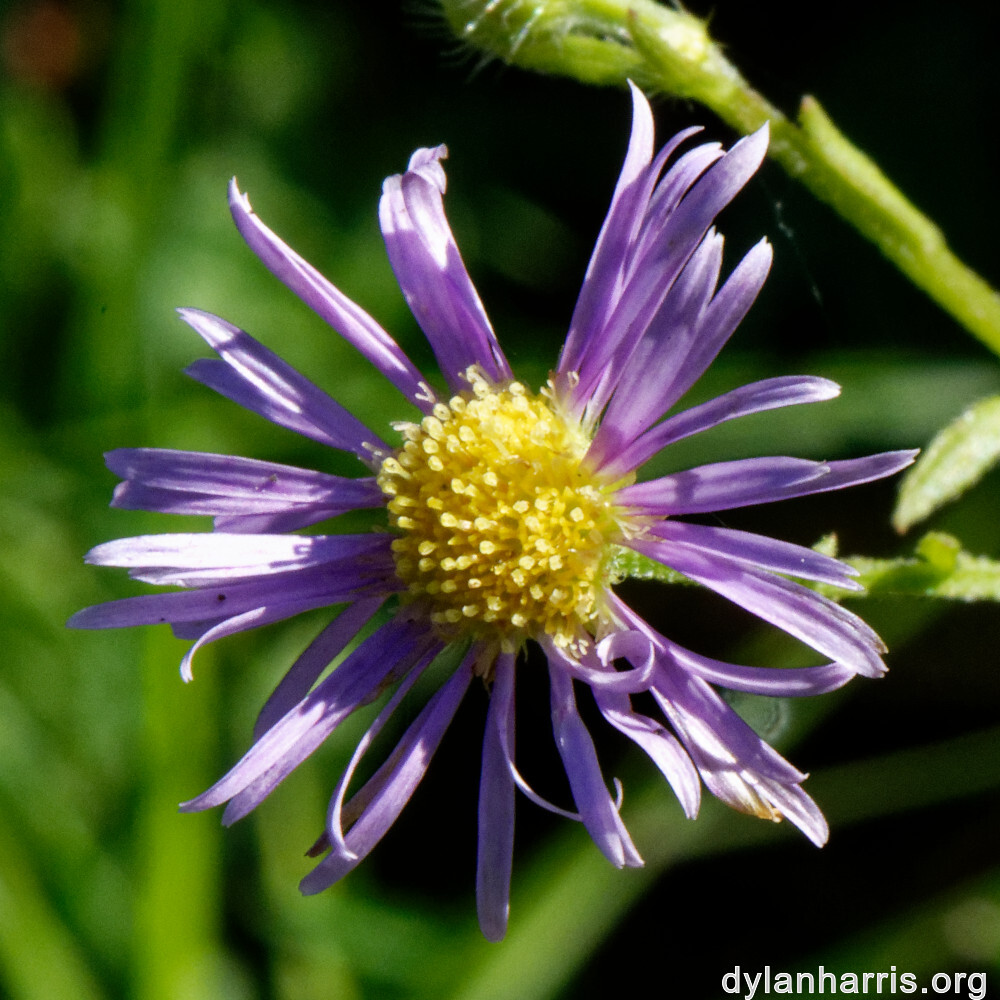 image: This is &lsquo;rumelange 2&rsquo;.