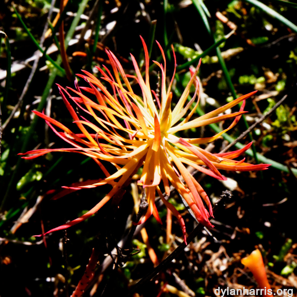 image: This is &lsquo;rumelange 3&rsquo;.