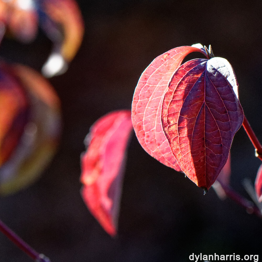 image: This is &lsquo;rumelange 5&rsquo;.