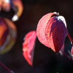 image: Image from the photoset &lsquo;rumelange (xx)&rsquo;.