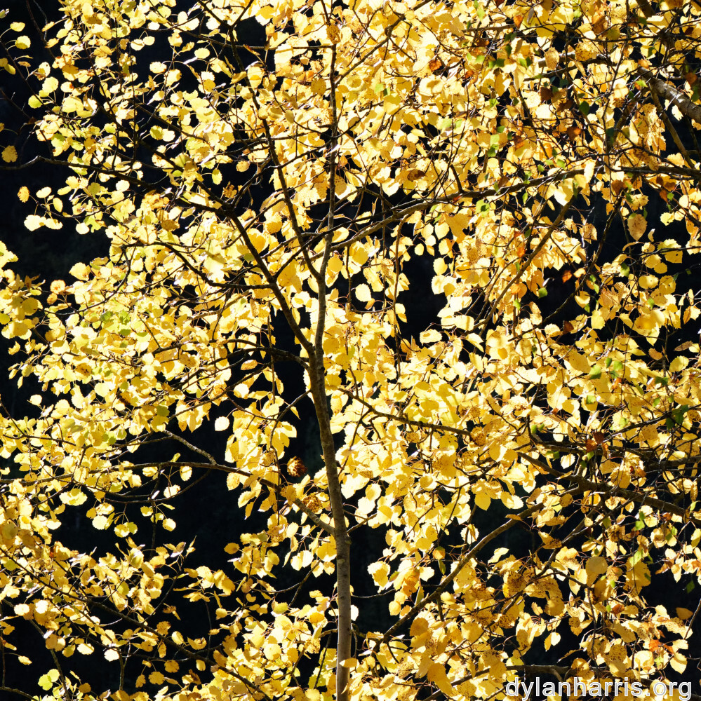 image: This is &lsquo;rumelange 1&rsquo;.