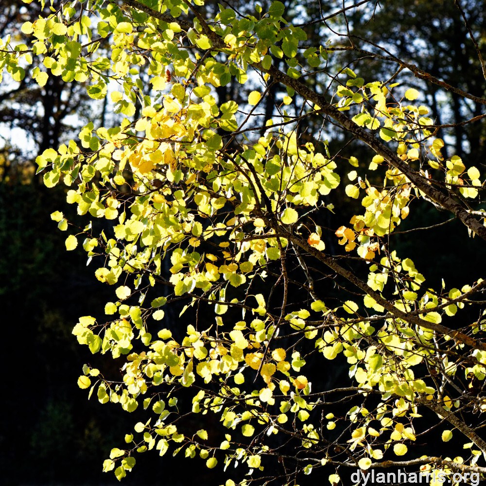 image: This is &lsquo;fruit (iii) 1&rsquo;.