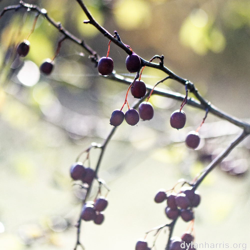 image: This is &lsquo;fruit (iii) 2&rsquo;.