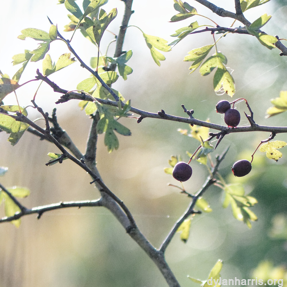 image: This is &lsquo;fruit (iii) 3&rsquo;.