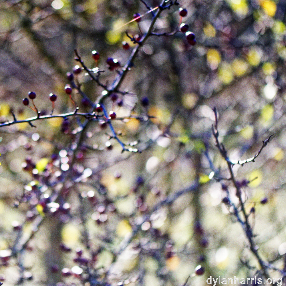 image: This is &lsquo;fruit (iii) 4&rsquo;.