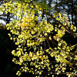 image: Image from the photoset &lsquo;fruit (iii)&rsquo;.