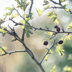 image: Image from the photoset &lsquo;fruit (iii)&rsquo;.