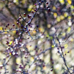 image: Image from the photoset &lsquo;fruit (iii)&rsquo;.