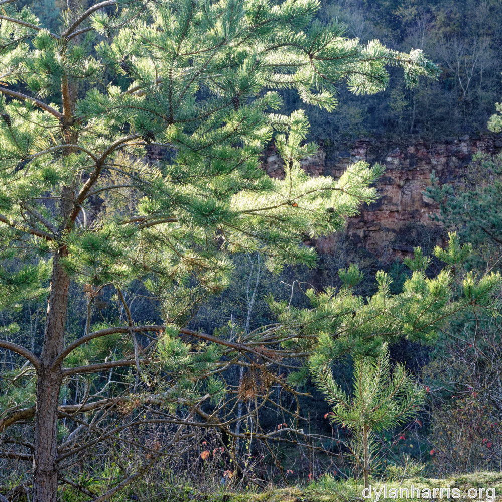 image: This is &lsquo;rumelange 9&rsquo;.