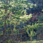 image: Image from the photoset &lsquo;rumelange (xxxvi)&rsquo;.