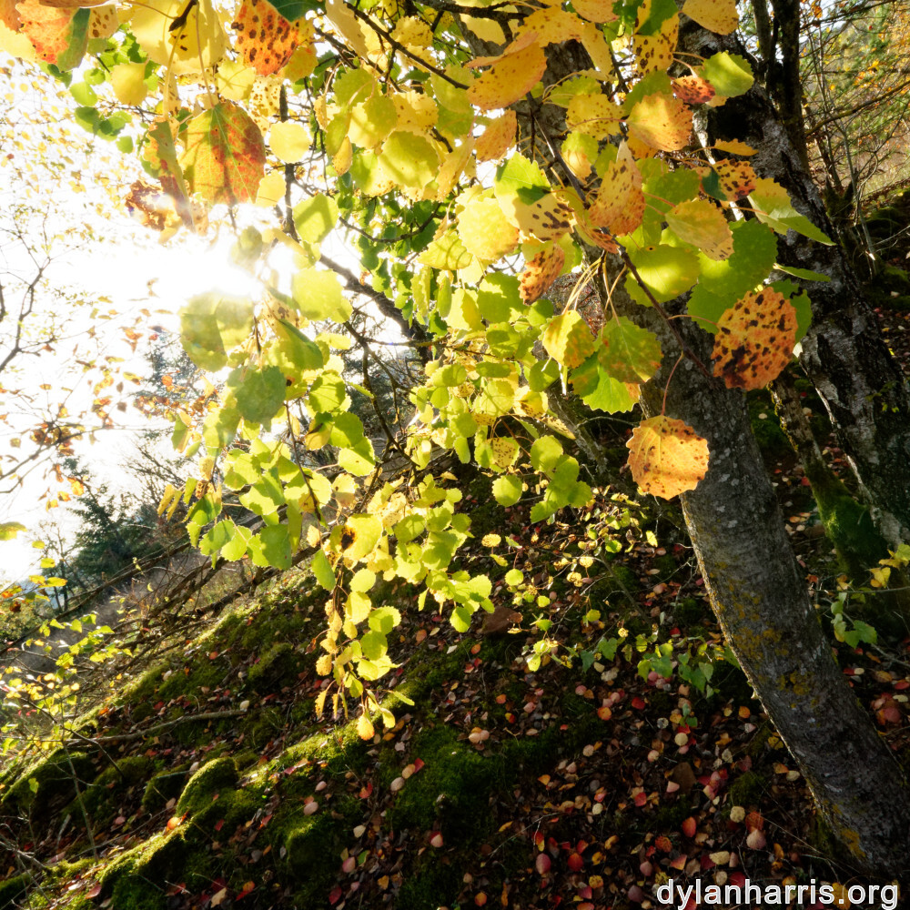 image: This is &lsquo;rumelange 5&rsquo;.