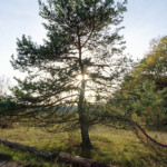 image: Image from the photoset &lsquo;rumelange (xxvii)&rsquo;.