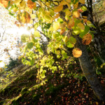 image: Image from the photoset &lsquo;rumelange (xxvii)&rsquo;.