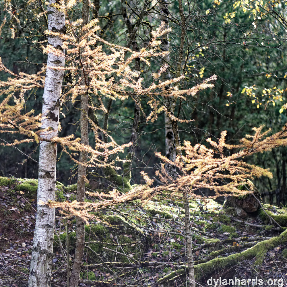 image: This is &lsquo;rumelange 6&rsquo;.