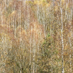 image: Image from the photoset &lsquo;rumelange (xxviii)&rsquo;.