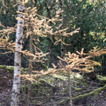 image: Image from the photoset &lsquo;rumelange (xxviii)&rsquo;.