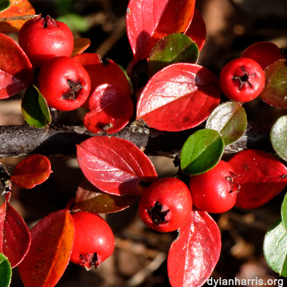 image: This is &lsquo;rumelange 2&rsquo;.