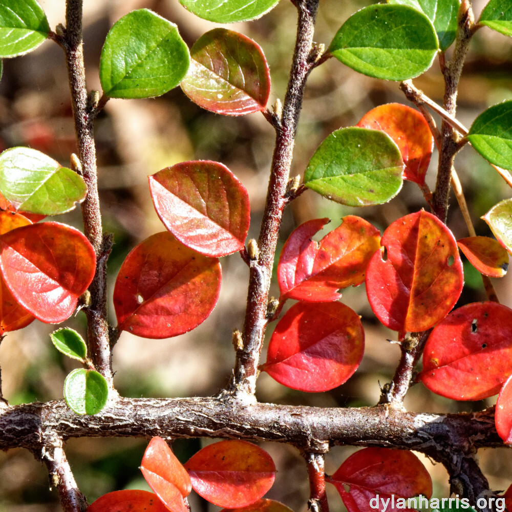 image: This is &lsquo;rumelange 4&rsquo;.